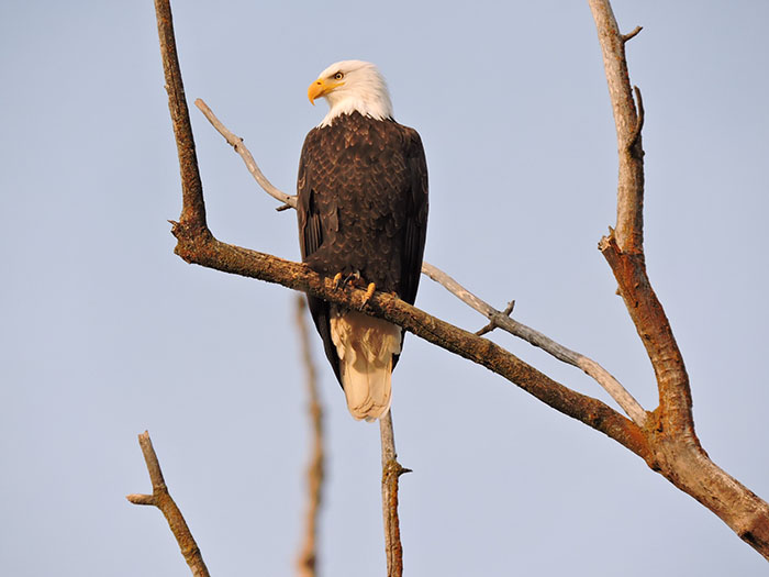 American Bald Eagle