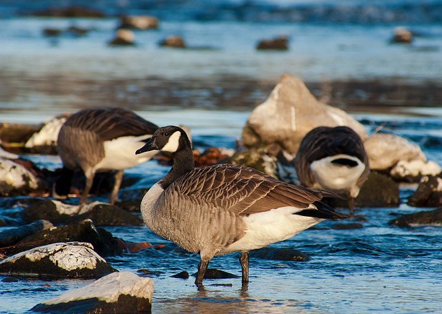 canada-goose-210173_640