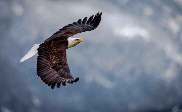 American Bald Eagle