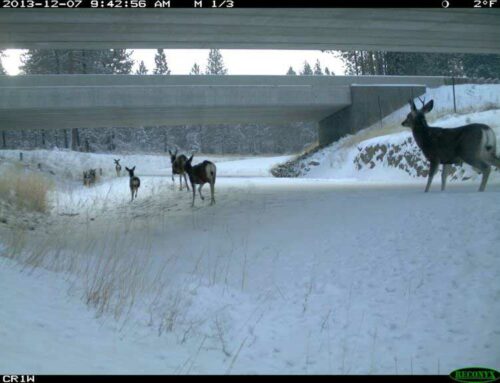 I-5 Wildlife Crossing wins $33 million federal grant!